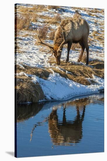 USA, Wyoming, National Elk Refuge. Male Elk Reflects in Stream-Jaynes Gallery-Stretched Canvas
