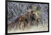 USA, Wyoming, newborn moose calf nuzzles it's mother in a willow patch.-Elizabeth Boehm-Framed Photographic Print
