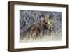 USA, Wyoming, newborn moose calf nuzzles it's mother in a willow patch.-Elizabeth Boehm-Framed Photographic Print