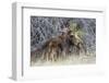 USA, Wyoming, newborn moose calf nuzzles it's mother in a willow patch.-Elizabeth Boehm-Framed Photographic Print