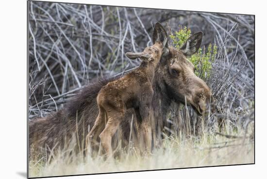 USA, Wyoming, newborn moose calf nuzzles it's mother in a willow patch.-Elizabeth Boehm-Mounted Photographic Print