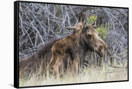 USA, Wyoming, newborn moose calf nuzzles it's mother in a willow patch.-Elizabeth Boehm-Framed Stretched Canvas