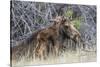 USA, Wyoming, newborn moose calf nuzzles it's mother in a willow patch.-Elizabeth Boehm-Stretched Canvas