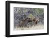 USA, Wyoming, newborn moose calf tries to stand with it's mother nuzzling-Elizabeth Boehm-Framed Photographic Print