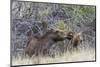 USA, Wyoming, newborn moose calf tries to stand with it's mother nuzzling-Elizabeth Boehm-Mounted Photographic Print