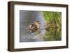 USA, Wyoming, newly hatched Cinnamon Teal duckling swims on a pond.-Elizabeth Boehm-Framed Photographic Print