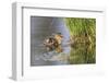 USA, Wyoming, newly hatched Cinnamon Teal duckling swims on a pond.-Elizabeth Boehm-Framed Photographic Print