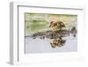 USA, Wyoming, newly hatched Cinnamon Teal duckling-Elizabeth Boehm-Framed Photographic Print