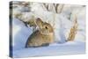 USA, Wyoming, Nuttalls Cottontail Rabbit Sitting in Snow-Elizabeth Boehm-Stretched Canvas