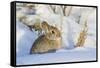 USA, Wyoming, Nuttalls Cottontail Rabbit Sitting in Snow-Elizabeth Boehm-Framed Stretched Canvas