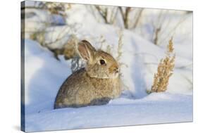 USA, Wyoming, Nuttalls Cottontail Rabbit Sitting in Snow-Elizabeth Boehm-Stretched Canvas