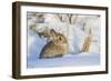 USA, Wyoming, Nuttalls Cottontail Rabbit Sitting in Snow-Elizabeth Boehm-Framed Photographic Print