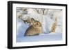 USA, Wyoming, Nuttalls Cottontail Rabbit Sitting in Snow-Elizabeth Boehm-Framed Photographic Print