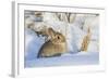 USA, Wyoming, Nuttalls Cottontail Rabbit Sitting in Snow-Elizabeth Boehm-Framed Photographic Print