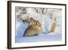 USA, Wyoming, Nuttalls Cottontail Rabbit Sitting in Snow-Elizabeth Boehm-Framed Photographic Print