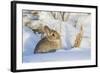 USA, Wyoming, Nuttalls Cottontail Rabbit Sitting in Snow-Elizabeth Boehm-Framed Photographic Print