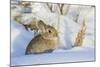 USA, Wyoming, Nuttalls Cottontail Rabbit Sitting in Snow-Elizabeth Boehm-Mounted Photographic Print