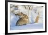 USA, Wyoming, Nuttalls Cottontail Rabbit Sitting in Snow-Elizabeth Boehm-Framed Photographic Print