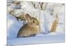 USA, Wyoming, Nuttalls Cottontail Rabbit Sitting in Snow-Elizabeth Boehm-Mounted Photographic Print