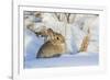 USA, Wyoming, Nuttalls Cottontail Rabbit Sitting in Snow-Elizabeth Boehm-Framed Photographic Print