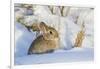 USA, Wyoming, Nuttalls Cottontail Rabbit Sitting in Snow-Elizabeth Boehm-Framed Photographic Print