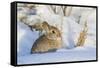 USA, Wyoming, Nuttalls Cottontail Rabbit Sitting in Snow-Elizabeth Boehm-Framed Stretched Canvas