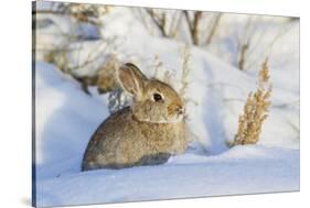 USA, Wyoming, Nuttalls Cottontail Rabbit Sitting in Snow-Elizabeth Boehm-Stretched Canvas