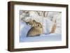 USA, Wyoming, Nuttalls Cottontail Rabbit Sitting in Snow-Elizabeth Boehm-Framed Photographic Print