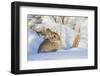 USA, Wyoming, Nuttalls Cottontail Rabbit Sitting in Snow-Elizabeth Boehm-Framed Photographic Print