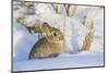 USA, Wyoming, Nuttalls Cottontail Rabbit Sitting in Snow-Elizabeth Boehm-Mounted Photographic Print