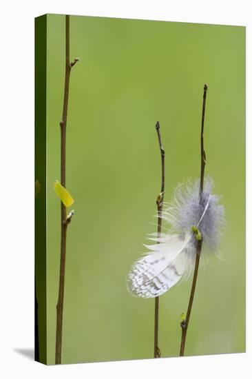 USA, Wyoming, Owl Feather Hanging from Aspen Shoot-Elizabeth Boehm-Stretched Canvas