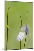 USA, Wyoming, Owl Feather Hanging from Aspen Shoot-Elizabeth Boehm-Mounted Photographic Print