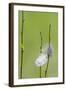 USA, Wyoming, Owl Feather Hanging from Aspen Shoot-Elizabeth Boehm-Framed Photographic Print