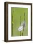 USA, Wyoming, Owl Feather Hanging from Aspen Shoot-Elizabeth Boehm-Framed Photographic Print