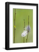 USA, Wyoming, Owl Feather Hanging from Aspen Shoot-Elizabeth Boehm-Framed Photographic Print