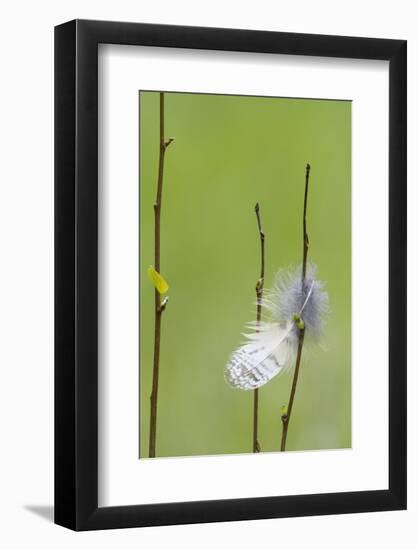 USA, Wyoming, Owl Feather Hanging from Aspen Shoot-Elizabeth Boehm-Framed Photographic Print