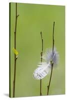 USA, Wyoming, Owl Feather Hanging from Aspen Shoot-Elizabeth Boehm-Stretched Canvas