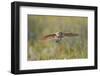 USA, Wyoming, Pinedale, A Burrowing Owl flies into it's burrow-Elizabeth Boehm-Framed Photographic Print