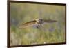 USA, Wyoming, Pinedale, A Burrowing Owl flies into it's burrow-Elizabeth Boehm-Framed Photographic Print