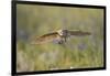 USA, Wyoming, Pinedale, A Burrowing Owl flies into it's burrow-Elizabeth Boehm-Framed Photographic Print