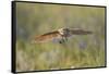 USA, Wyoming, Pinedale, A Burrowing Owl flies into it's burrow-Elizabeth Boehm-Framed Stretched Canvas