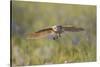 USA, Wyoming, Pinedale, A Burrowing Owl flies into it's burrow-Elizabeth Boehm-Stretched Canvas