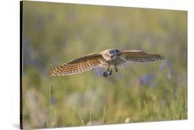 USA, Wyoming, Pinedale, A Burrowing Owl flies into it's burrow-Elizabeth Boehm-Stretched Canvas
