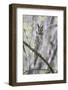 USA, Wyoming, Pinedale, A Male Long-eared Owl roosts in an aspen grove-Elizabeth Boehm-Framed Photographic Print