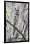 USA, Wyoming, Pinedale, A Male Long-eared Owl roosts in an aspen grove-Elizabeth Boehm-Framed Photographic Print