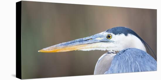 USA, Wyoming, Pinedale, Great Blue Heron portrait taken on a wetland pond.-Elizabeth Boehm-Stretched Canvas