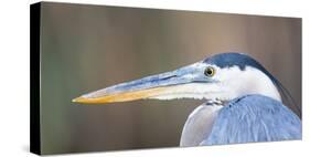 USA, Wyoming, Pinedale, Great Blue Heron portrait taken on a wetland pond.-Elizabeth Boehm-Stretched Canvas