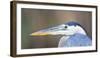 USA, Wyoming, Pinedale, Great Blue Heron portrait taken on a wetland pond.-Elizabeth Boehm-Framed Photographic Print