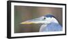 USA, Wyoming, Pinedale, Great Blue Heron portrait taken on a wetland pond.-Elizabeth Boehm-Framed Photographic Print