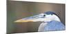 USA, Wyoming, Pinedale, Great Blue Heron portrait taken on a wetland pond.-Elizabeth Boehm-Mounted Photographic Print